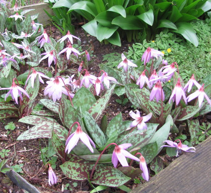 Erythronium dens-canis 